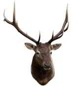 Idaho Bull Elk 6x6, 43" across, 58" verticle, protrudes 44" - 1 of 2