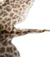 African Giraffe Skin, 8 1/2' across, 12' head-to-tail, plus a 20" brush on end of tail - 2 of 3
