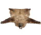 Alaskan Brown Bear Rug - 1 of 3