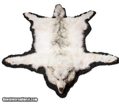 Alaskan Yukon wolf with long winter fur