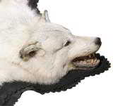 Alaskan Yukon wolf with long winter fur - 2 of 2