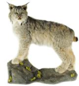 Large male lynx on simulated rock base, table top mount - 1 of 2