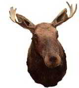 Shiras Moose with 29" horns, 42"H, protrudes 42" - 1 of 2