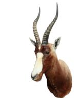 Blesbok 17" horns, on wall 41", protrudes 21." - 1 of 2