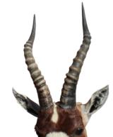 Blesbok 17" horns, on wall 41", protrudes 21." - 2 of 2