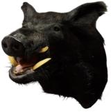 Black Russian wild boar shoulder mount. - 1 of 3