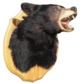 Black bear shoulder mount. - 1 of 1