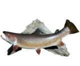 Brown trout by taxidermist Stuart Boockoff.