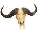 Cape buffalo skull, massive. 38" across, 20" high - 1 of 1