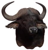 African Cape buffalo mount 33" horn spread, 44" on wall. Protrudes 44 - 1 of 1