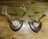 Two English Whitetail racks on plaque - 1 of 1
