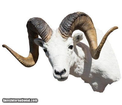 Dall Ram Mount