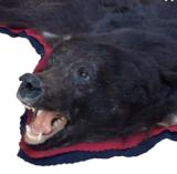 Idaho black bear; 72"W x 82"L; fine and silky - 2 of 3