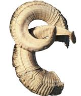 Pair of golden rams horns. - 1 of 1