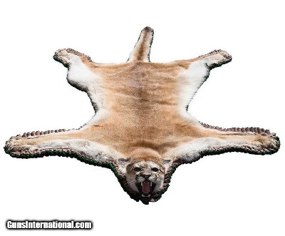 Female cougar rug, 7' long by 5'