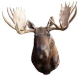 Alaskan bull moose, 50" spread - 1 of 1