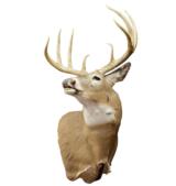 4x4 Whitetail Deer, tall tines, scored 150 - 1 of 1