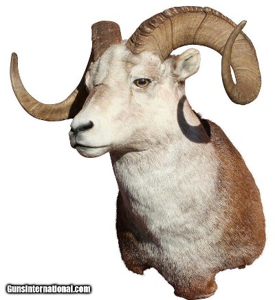 Stone sheep mount from British Columbia