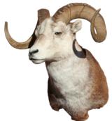 Stone sheep mount from British Columbia - 1 of 2
