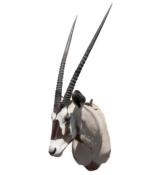 African Gemsbok, beautiful mount with 37" horns - 1 of 1