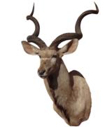 Greater kudu - 1 of 3