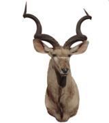 Greater kudu - 2 of 3