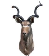 African greater Kudu with 50" horns - 1 of 2