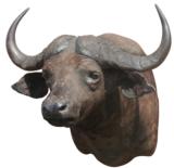 Massive cape buffalo. 36" spread, protrudes 48 - 1 of 4