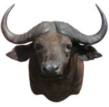 Massive cape buffalo. 36" spread, protrudes 48 - 2 of 4