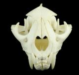 Large cougar skull, well cleaned - 2 of 2