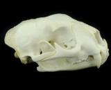 Large cougar skull, well cleaned - 1 of 2