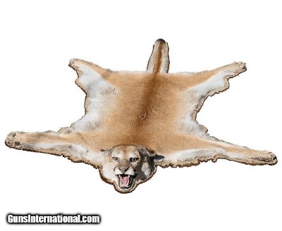 Cougar taken with guide Malcolm Pyle and his hounds.