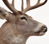 Symmetrical 4 x 4 whitetail, tall eye guards - 2 of 3