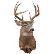 Symmetrical 4 x 4 whitetail, tall eye guards - 1 of 3