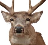 Symmetrical 4 x 4 whitetail, tall eye guards - 3 of 3