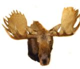 59" moose head from the Yukon - 1 of 1