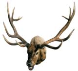 Huge trophy elk shoulder mount, scored 420 - 1 of 2