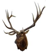 Exceptional 7 x 8 elk shoulder mount - scored 400 +/- - 1 of 2