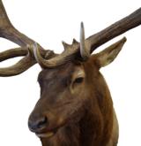 Exceptional 7 x 8 elk shoulder mount - scored 400 +/- - 2 of 2