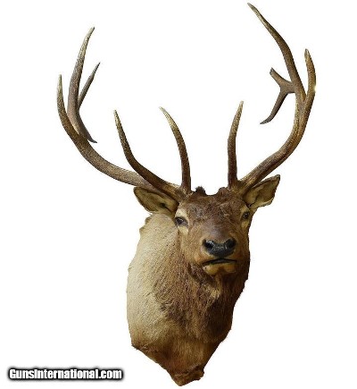 Shoulder mount; 41"W x 58"H, protrudes 46".