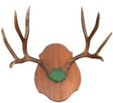Vintage 4 x 4 mule deer rack, shellacked antlers like they did in the old days. - 1 of 2