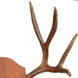 Vintage 4 x 4 mule deer rack, shellacked antlers like they did in the old days. - 2 of 2