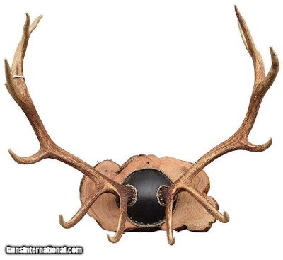 6 x 6 BC elk mounted on natural tamarack plaque. 46"W x 46"H.