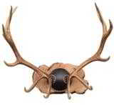 6 x 6 BC elk mounted on natural tamarack plaque. 46"W x 46"H.