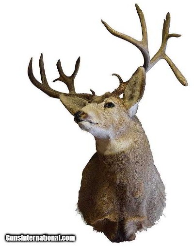 Montana mule deer mount 30" spread.
