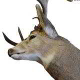 Montana mule deer mount 30" spread. - 2 of 2