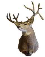 Montana mule deer mount 30" spread.
