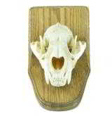 Mountain lion skull - 1 of 4