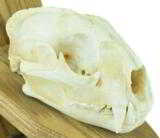 Mountain lion skull - 2 of 4