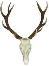 Red stag 6 x 6 European skull mount - 1 of 1